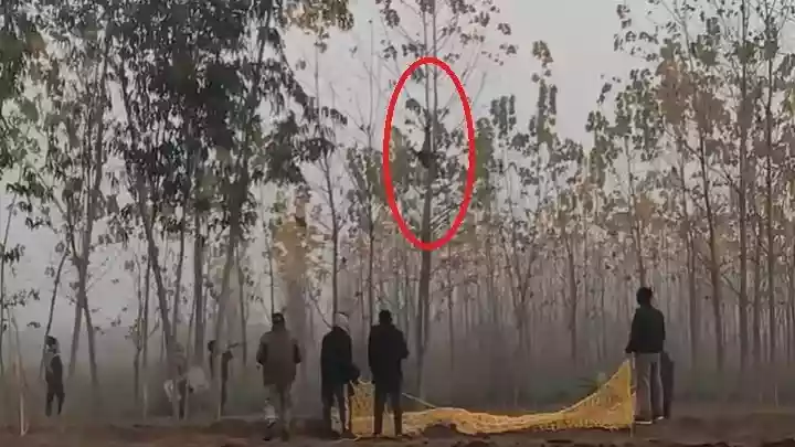 पेड़ की टहनी में फंसा पैर और उल्टा लटका रहा गुलदार
