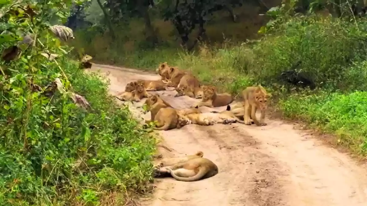 रास्ता घेरे लेटा था शेरों का हुजूम