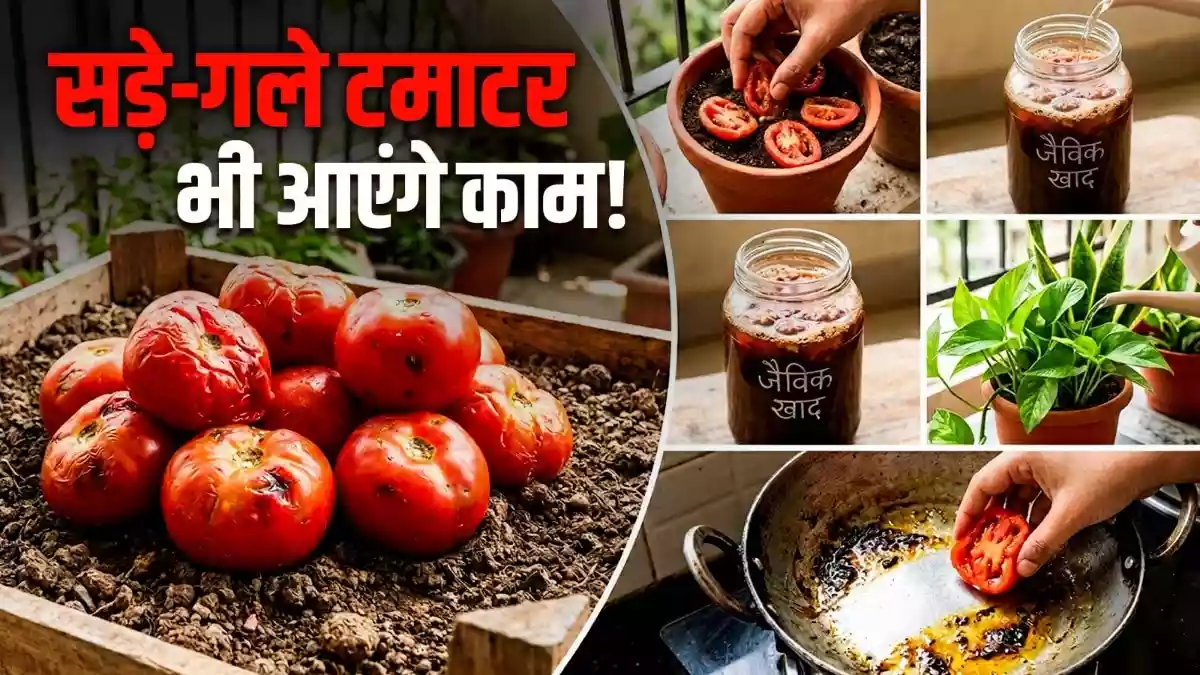 सड़े-पिलपिले टमाटर फेंकना बंद करें