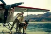 From a Brad Pitt survival adventure with a canine co-star, to witchy sequel Practical Magic 2, starring Nicole Kidman and Sandra Bullock