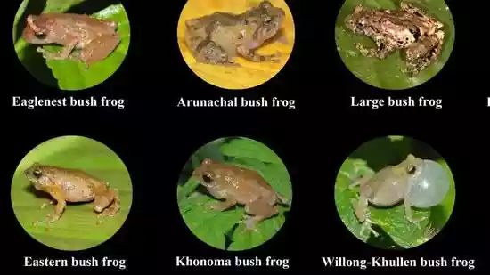 <b>Guwahati:</b> Around 13 new species of bush frogs were discovered based on samples collected between 2016 and 2024