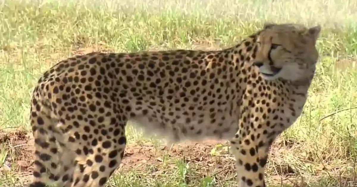 An Indian-born female cheetah died on Saturday died while undergoing treatment at a veterinary facility in Palpur in Madhya Pradesh’s Kuno National Park