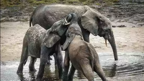 <h4>3 elephant calves die within 17 days in Chhattisgarh’s Dharamjaigarh</h4><h4>Eight elephant calves have died in Dharamjaigarh forest