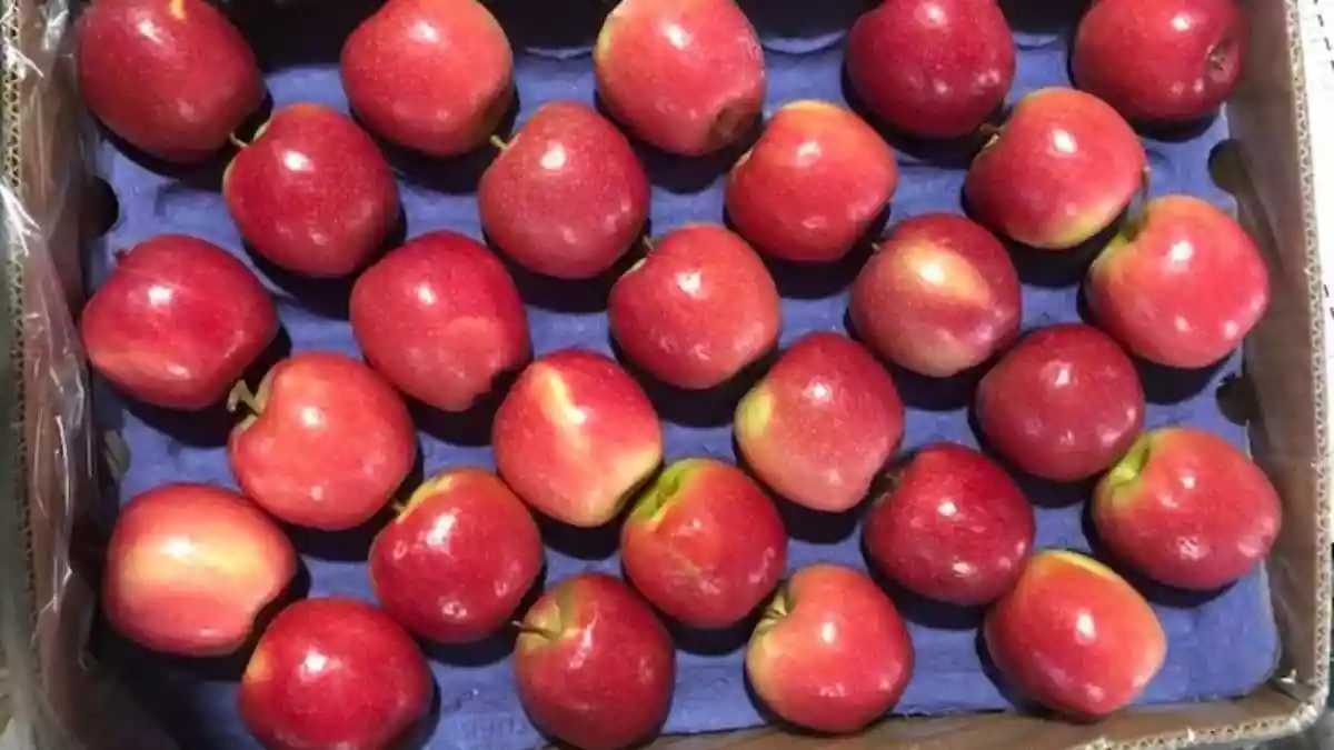 Apples are often called nature's perfect fruit: crisp, sweet, and packed with nutrients that keep you healthy. But the shiny red apples you see in markets