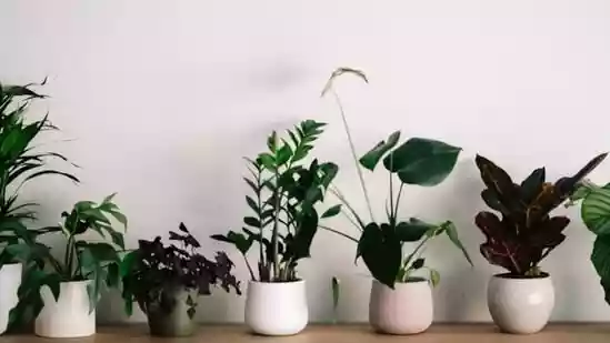 6 simple houseplant hacks that keep your plants thriving