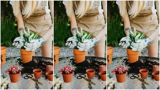 Hydrogen Peroxide, commonly found as a household antiseptic, is a powerful and versatile aid for gardeners, especially in conditions susceptible to root issues