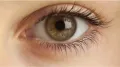 The eyes are among the most vital yet delicate organs in the human body. They constantly work to process visual information and help us navigate the world