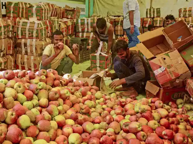 Apple cultivators in India stand at a crossroads as a recent trade agreement with the US and a surge in imported fruits jeopardise their existence