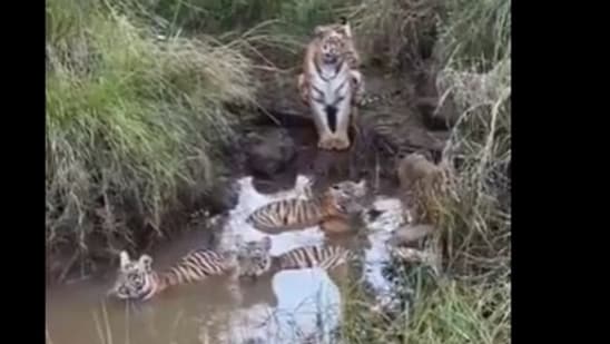 A captivating video shared on X by retired Indian Forest Service officer Susanta Nanda has won hearts online. The clip shows a tigress attentively watching over her cubs as they cool themselves in a waterhole. While the little ones splash around and enjoy the refreshing dip, their mother remains alert, standing guard to ensure their safety.