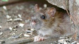 <h4>Rats escaped a shipwreck in 1918 and changed a remote island for a century: Scientists discover what happened next</h4><h4>Scientists
