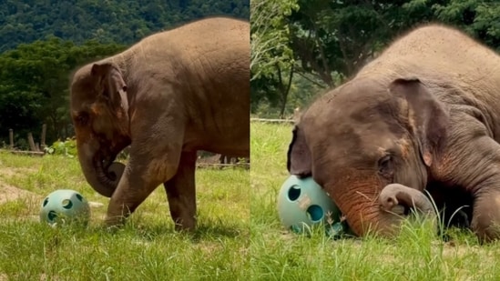 A delightful video of an elephant playfully rolling around with a giant ball has captured hearts online. The clip shows the elephant lying on the grass while curling its trunk around the ball, nudging it with evident excitement. At one point, the gentle giant stands up and pushes the ball forward with its trunk, showcasing both strength and innocence.