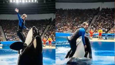 A dramatic video has been making rounds on the internet that claims to show to show a marine trainer named Jessica Radcliffe being killed by an orca. The clip shows a violent incident at a marine park where the orca is seen attacking a woman in front of a live audience.