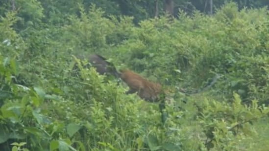A dramatic video of a wild boar fearlessly chasing away a leopard has gone viral on social media. The clip, shared on X by Indian Forest Service officer Parveen Kaswan, has captured widespread attention. (Also read: Leopard leaps at speeding bike, viral video captures chilling close call. Watch)