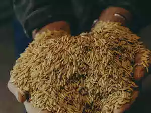 Pedro A. Sanchez, a soil scientist, passed away at 85. He revolutionized agriculture in poor nations, especially in sub-Saharan Africa