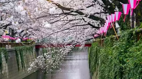 A guide to Japan’s 2026 cherry blossom season for Indians