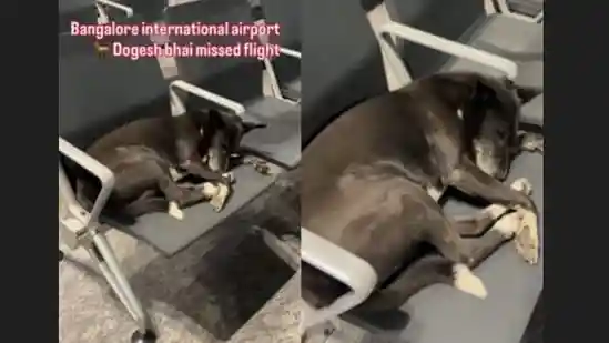 A heart-warming video from Kempegowda International Airport in Bengaluru has gone viral on Instagram, capturing an unexpected ‘passenger' making itself comfortable. (Also read: Japanese man compares Bengaluru airport to a luxury hotel: 'Never seen anything like this before')A heart-warming video from Kempegowda International Airport in Bengaluru has gone viral on Instagram, capturing an unexpected ‘passenger' making itself comfortable.(Also read: Japanese man compares Bengaluru airport to a luxury hotel: 'Never seen anything like this before')Shared by Instagram user Akhilesh Rawat, the clip opens with shots of the outdoor waiting area where travellers are seen walking or resting on chairs. The camera then pans to an unusual sight — a stray dog sprawled across one of the passenger seats.The moment, both amusing and endearing, was shared with the witty caption, “Dogesh bhai just missed the flight.”Take a look here at the clip:A post shared by Akhilesh Rawat (@rawat_akhilesh_ansh)