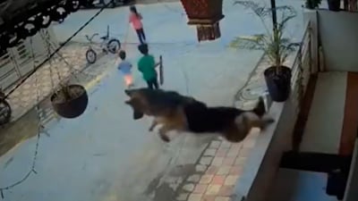 A heartwarming video is winning hearts across social media, thanks to a brave German Shepherd who protected children from a stray dog. The clip, reportedly from a residential area in Rishikesh, shows the loyal pet springing into action, leaping down and chasing the stray away to keep the kids safe.