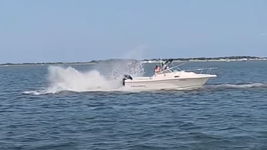 A minke whale died off the New Jersey shore after a collision that nearly tipped over a small boat and threw a person overboard. Social media video of the collision in Barnegat Bay on Saturday afternoon shows the motor boat rocking after the impact and the 20-foot (6-meter) whale splashing near the craft before swimming away. The person thrown overboard manages to tread water next to the boat.
