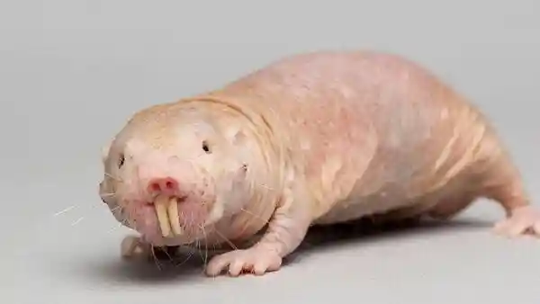 A new study investigating the extraordinary longevity of the naked mole-rat has identified an evolved DNA repair mechanism unique to the species. These bizarre, burrow-dwelling rodents boast a maximum lifespan of nearly 40 years, making them the world's longest-lived rodent known to science.A new study investigating the extraordinary longevity of the naked mole-rat has identified an evolved DNA repair mechanism unique to the species. These bizarre, burrow-dwelling rodents boast a maximum lifespan of nearly 40 years, making them the world's longest-lived rodent known to science.The findings, recently published in the journal Science, offer potential insights into why naked mole-rats exhibit remarkable resistance to a wide spectrum of age-related illnesses. The animals are naturally immune to cancer, exhibit no measurable deterioration of the brain and spinal cord, and are resistant to arthritis. This unique resilience has made them a subject of intense scientific scrutiny.The research, led by a team from Tonji University in Shanghai, China, specifically focused on the natural process of DNA repair within the body's cells. When genetic material is damaged, an undamaged DNA strand is typically used as a template to fix the break.