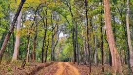 Debrigarh Wildlife Sanctuary is a convergence of conservation, community participation, and history. Once affected by deforestation and poaching