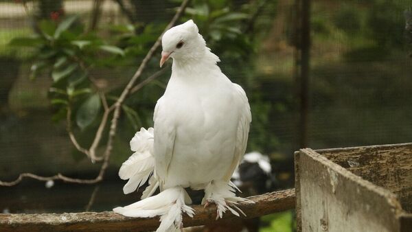 A pigeon carrying a threat note to blow up the Jammu railway station was captured by the security forces from the border area of RS Pura in Jammu district, officials said on Thursday. Pakistan has traditionally sent balloons, flags and pigeons carrying varied messages to the India side of the International Border (IB). However, this is the first time a pigeon has been captured carrying a threat letter for a blast, officials said.