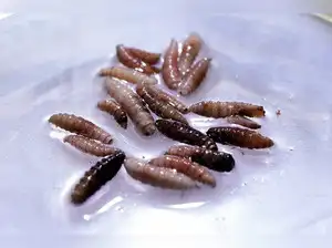 A rare case of New World screwworm, a flesh-eating parasite, has been confirmed in a Maryland resident after traveling from Guatemala, marking the first U.S. case in decades. While the risk to humans remains low, the incident has raised concerns about a potential threat to the American cattle industry.