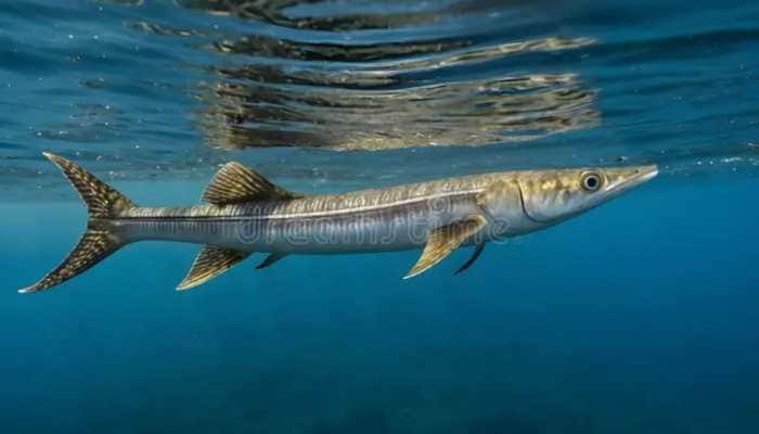 A small but deadly fish, the Needlefish has been making headlines for rare but serious attacks on swimmers and fishermen. It's slendor and fast catching attention for its unusual attacks on humans. Sharks are usually seen as the most dangerous creatures in the sea, but the Needlefish can be even more deadly. Slim and fragile-looking, it has a sharp, pointed beak that can cause serious injuries.