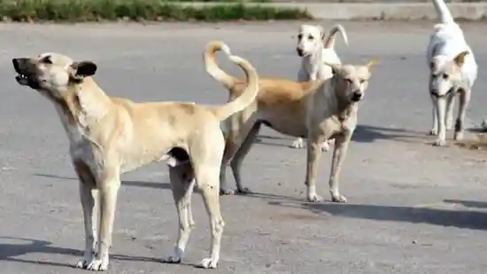 A street play against the stray dog menace took an unfortunate ironic turn when a dog came out of nowhere and bit the artist during his performance in Kerala's Kannur district. The victim was identified as theatre activist P Radhakrishnan, who was doing his one-man play tilted ‘Pekkolam' at the Krishna Pillai library at Kandakaiparamba.A street play against the stray dog menace took an unfortunate ironic turn when a dog came out of nowhere and bit the artist during his performance in Kerala's Kannur district.The victim was identified as theatre activist P Radhakrishnan, who was doing his one-man play tilted ‘Pekkolam' at the Krishna Pillai library at Kandakaiparamba.The performer had used a barking sound effect through the microphone which got a pack of stray dogs nearby agitated and resulting in one of them entering the stage and biting the performer on his leg during his performance.Some of the audience members believed the dog's entry was part of the act and hesitated in responding to the situation.