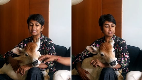 A video of a three-month-old bull calf living with its rescuers on the 28th floor of a Tamil Nadu skyscraper overlooking the Bay of Bengal has surprised social media users. In an interview, Mr Alex's owner revealed how he was rescued and why he stays in the high-rise.