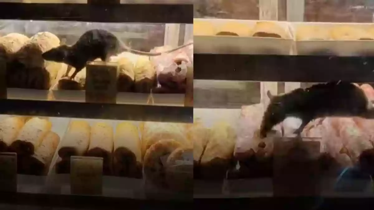 A video showing a rat running freely over trays inside a popular shop at Kolkata's Sealdah Railway Station has shocked many. The incident has raised serious concerns about passenger health and hygiene, with fears of potential infection spreading. Social media quickly erupted in condemnation, criticising the Railways' food safety standards and holding the shop owners accountable for their negligence.A video showing a rat running freely over trays inside a popular shop at Kolkata's Sealdah Railway Station has shocked many. The incident has raised serious concerns about passenger health and hygiene, with fears of potential infection spreading. Social media quickly erupted in condemnation, criticising the Railways' food safety standards and holding the shop owners accountable for their negligence.A video shared on a popular social media page shows close-up footage from an old shop at Sealdah Railway Station in Kolkata. While the shop sells a variety of snacks, what immediately caught viewers' attention was a rat roaming freely across the counter where the food was openly displayed. What begins as a normal food clip quickly turns alarming as rats scurry over trays containing food.