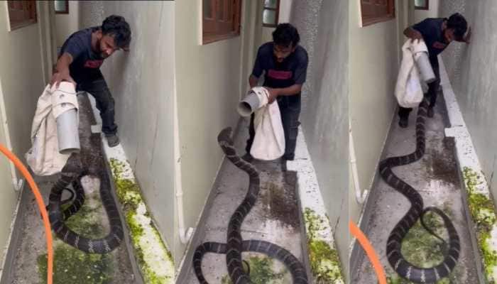 A viral video hits 93M views presenting a man captures giant King Cobra with just a pipe. Catching a snake is never easy especially when it's one of the most feared in the world, the King Cobra. But a viral video has shown just how brave and skilled some rescuers can be. In the clip, a man managed to capture a massive King Cobra using nothing more than a pipe and a bag, leaving millions of viewers both shocked and amazed.