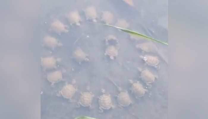 A viral video on social media platforms showed a group of turtles in a rare circular formation, sparking humorous online reactions, experts' curiosity, and discussions about animal behavior and the wonders of nature. A captivating video featuring a group of turtles arranged in an unusual pattern has taken the internet by storm, sparking widespread curiosity and amusement among netizens.