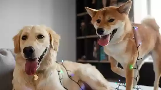 Do you plan to add a new furry member to your family in the upcoming year? Whether it is for your existing pet's company or simply to make your house more