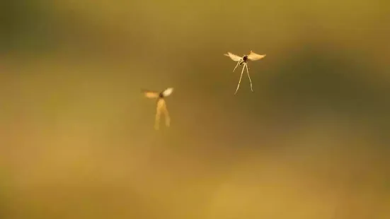 Mosquitoes spread diseases such as malaria and dengue, and these diseases affect billions of people worldwide. Many public health plans assume that pathogens