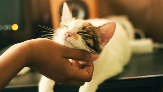 Allergies happen when the immune system overreacts to a foreign substance. Cats and dogs react to many of the same things people do, as well as pests. About five years ago, Gail Friedman noticed her Parson Russell Terrier was constantly licking his paws and seemed super uncomfortable. Also read | Seasonal change affecting your pets? Here's how you can take care of them