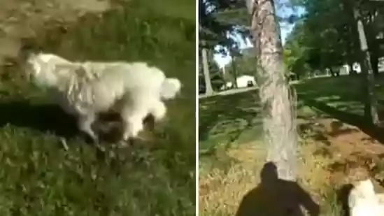 The City of Sturgeon will pay out $500,000 to the owner of a dog shot and killed by a cop. A lawsuit was filed on the grounds that Sturgeon failed to properly