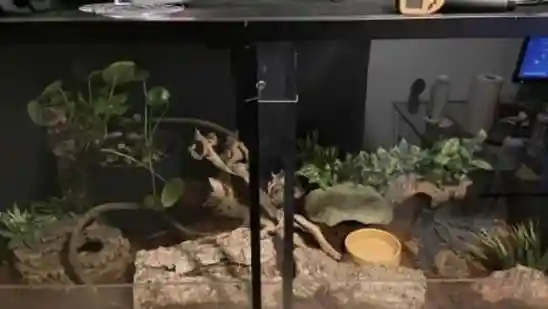 An all-new image shared on Reddit's popular community r/FindTheSniper has left many viewers puzzled. The challenge? To find a snake that is so well camouflaged inside a terrarium that most people scroll past without seeing a thing. At first glance, the image looks like a regular one: a reptile enclosure with potted plants, driftwood, bark, and a yellow water bowl. Somewhere in this setup, a reptile is hiding right in front of everyone's eyes.An all-new image shared on Reddit's popular community r/FindTheSniper has left many viewers puzzled. The challenge? To find a snake that is so well camouflaged inside a terrarium that most people scroll past without seeing a thing. At first glance, the image looks like a regular one: a reptile enclosure with potted plants, driftwood, bark, and a yellow water bowl. Somewhere in this setup, a reptile is hiding right in front of everyone's eyes.The photograph, shared by one user, named u/thelandbasedturtle2, sparked hundreds of guesses within hours. People zoomed in, brightened the image, and speculated about every corner. “Under the plant between the door seam and the greenish rock?” one user asked, hoping to have spotted a clue. The post's creator quickly replied, “Incorrect,” and the search continued.