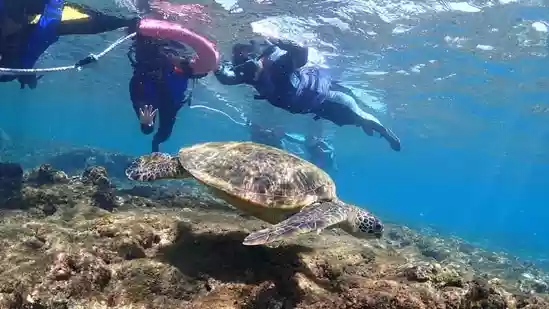 <h4>From snorkelling with sea turtles, dragon's jaws and firefly nights: Why Taiwan should be your next travel destination</h4><h4>Dragon and