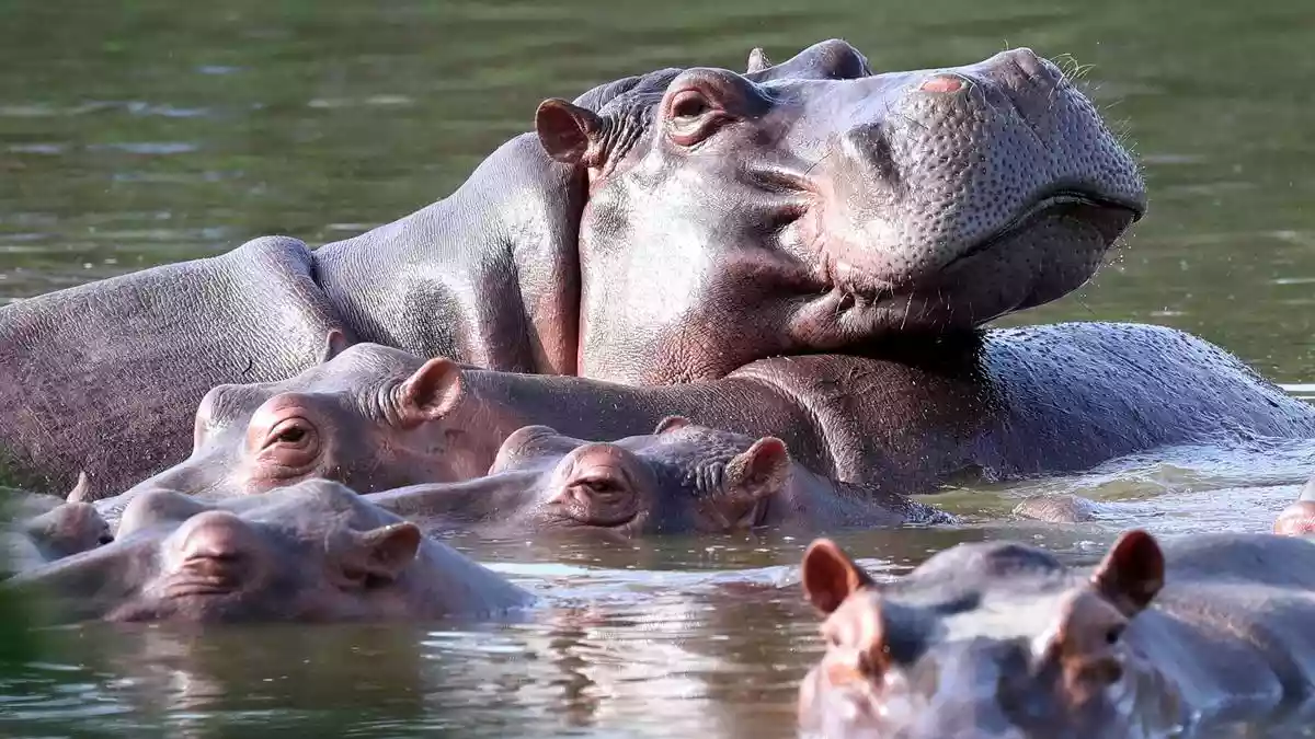 Anant Ambani, son of Mukesh Ambani, offered on Tuesday (April 28, 2026) to take hippos descended from those introduced to Colombia by drug kingpin Pablo