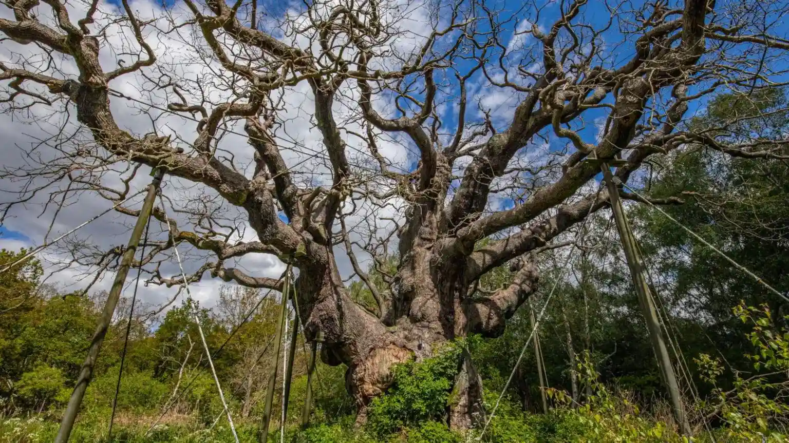 Ancient 'Robin Hood' tree is dead