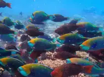 The government will set up the National Coral Reef Research Institute in the Andaman and Nicobar Islands to serve as India's main centre for coral studies and