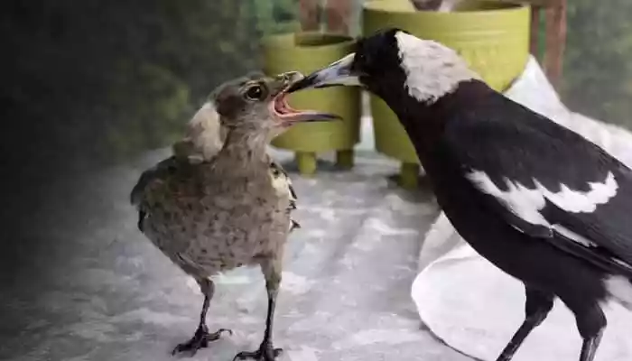 Sometimes, the internet reminds us what compassion actually looks like and it does not always come from us. A video of a magpie carefully feeding another bird
