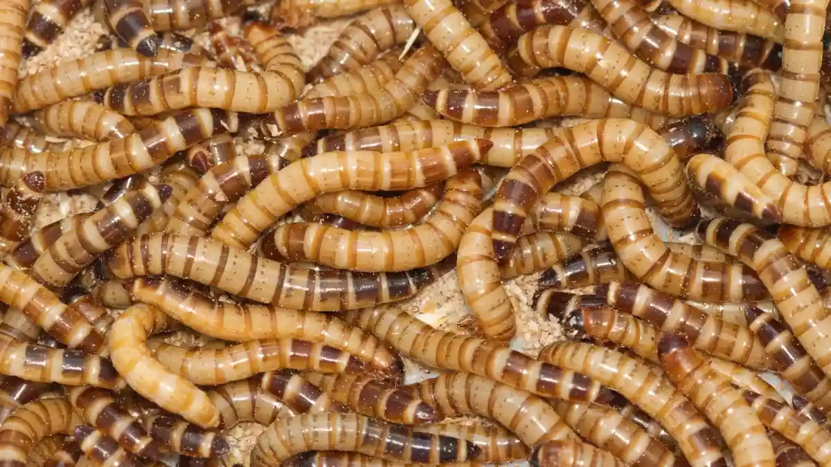 When the world thinks about the early heroes of space exploration, it imagines courageous humans strapped inside metal capsules, braving the darkness