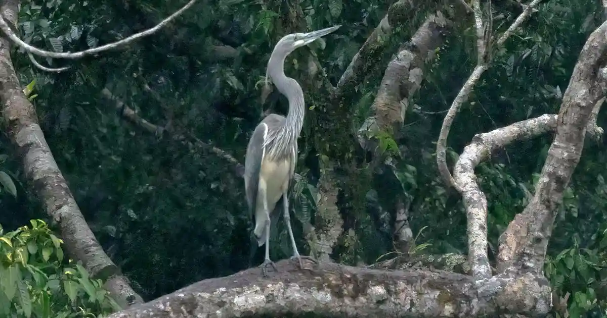 Arunachal Pradesh