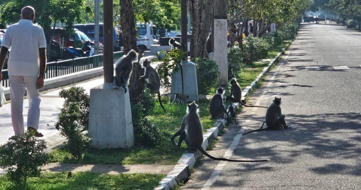 As Sri Lanka grapples with severe agricultural losses caused by wildlife species ranging from primates to peafowl, in March, the government launched a nationwide, five-minute rapid visual census or a RVC, inviting citizens – farmers, students and officials in particular – to count monkeys, giant squirrels and peafowl simultaneously across the island.