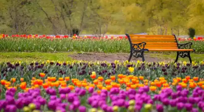 Asia’s largest tulip garden in Srinagar to open for visitors on March 16