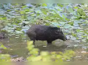 African Swine Fever is devastating Assam's piggery industry. Incidences have risen alarmingly since January 2025. The state government has banned