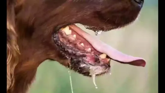 Australian health authorities have issued an urgent public health alert following the detection of counterfeit batches of the rabies vaccine Abhayrab