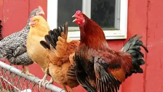 Authorities in upstate New York have launched an investigation after two roosters and a white dove were found decapitated and drained of blood in a horrific discovery. A possible link to dark ritualistic sacrifices is now being investigated. The gruesome scene was discovered near Lake Carmel in Putnam County on Friday. This is latest in a series of disturbing discoveries made in the upstate community, prompting locals to wonder if there is a cult.Authorities in upstate New York have launched an investigation after two roosters and a white dove were found decapitated and drained of blood in a horrific discovery. A possible link to dark ritualistic sacrifices is now being investigated.The gruesome scene was discovered near Lake Carmel in Putnam County on Friday. This is latest in a series of disturbing discoveries made in the upstate community, prompting locals to wonder if there is a cult.Putnam County SPCA (NY) said in a Facebook post that a “garbage bag containing dead birds” was found on the “side of Holland Drive, near Route 52, in the area of Lake Carmel.” “Upon arrival, Putnam County SPCA Detectives observed two (2) mutilated and decapitated roosters/chickens and one (1) mutilated and decapitated white dove inside the bag. The area where this bag was found was only a short distance from where other bags of mutilated animals have been found in recent months, possibly the result of ritualistic killings,” the post read.