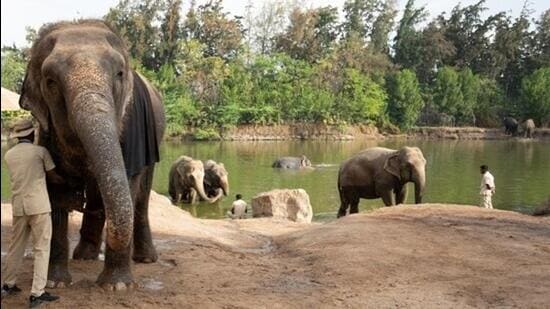 <b>Ahmedabad:</b> The Supreme Court-appointed Special Investigation Team (SIT) on Saturday conducted its second day of inspection at the Reliance Industries-owned Vantara Rescue and Rehabilitation Centre in Gujarat, as part of its probe into the facility's functioning, people aware of the development said.